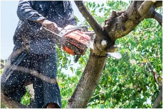 tree services Copper Canyon